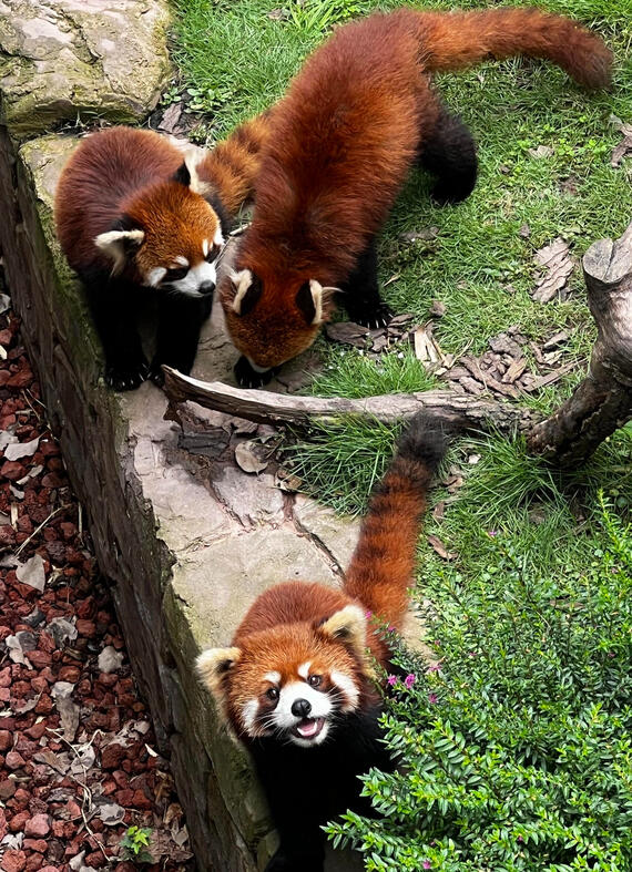 Red Pandas