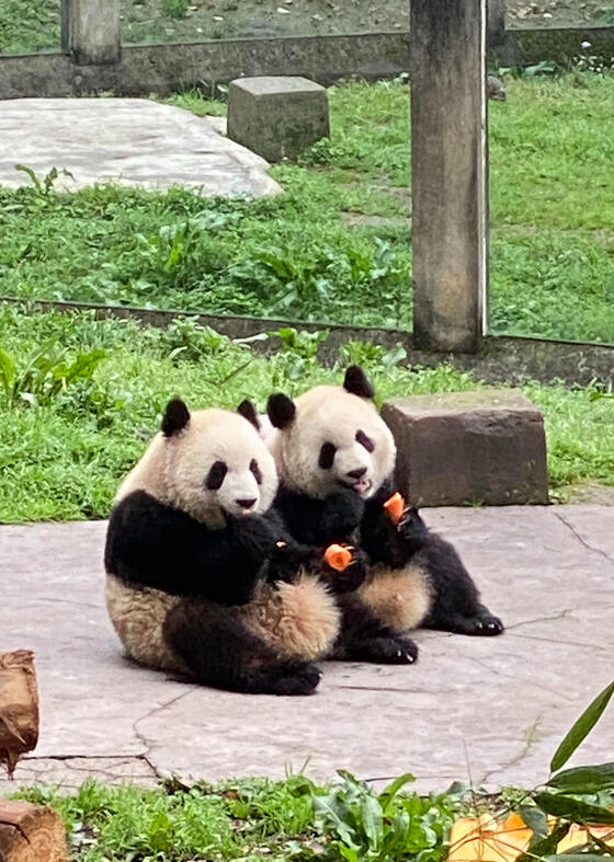 Pandas