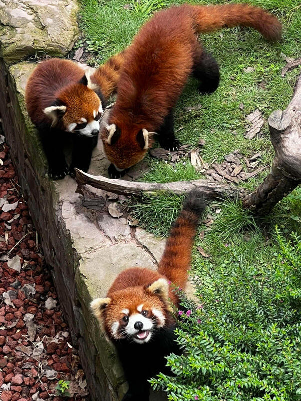 Red Pandas