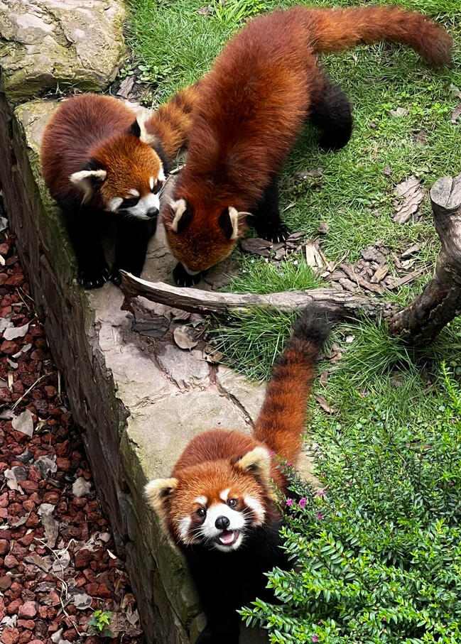 Red Pandas