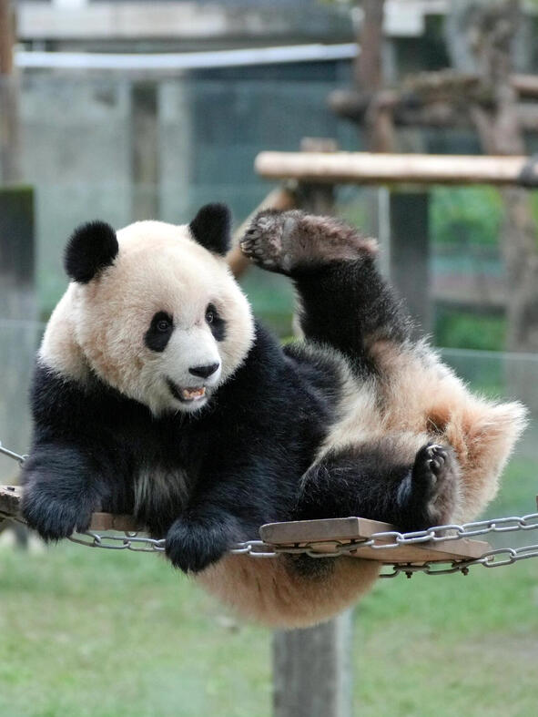 ZOO-Pandas