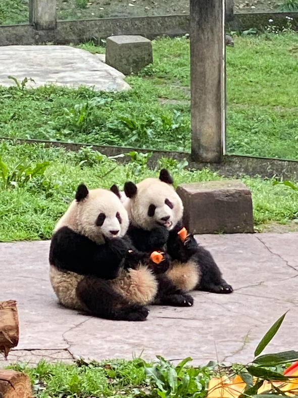 ZOO-Pandas